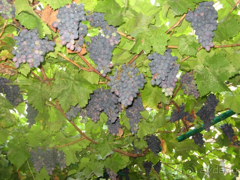 фото Южная ночь