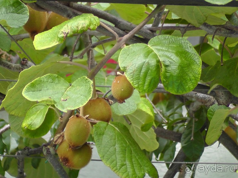 фото Villa Bojana