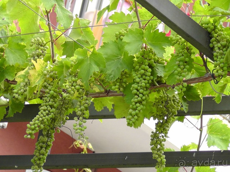 фото Le Grand Cap