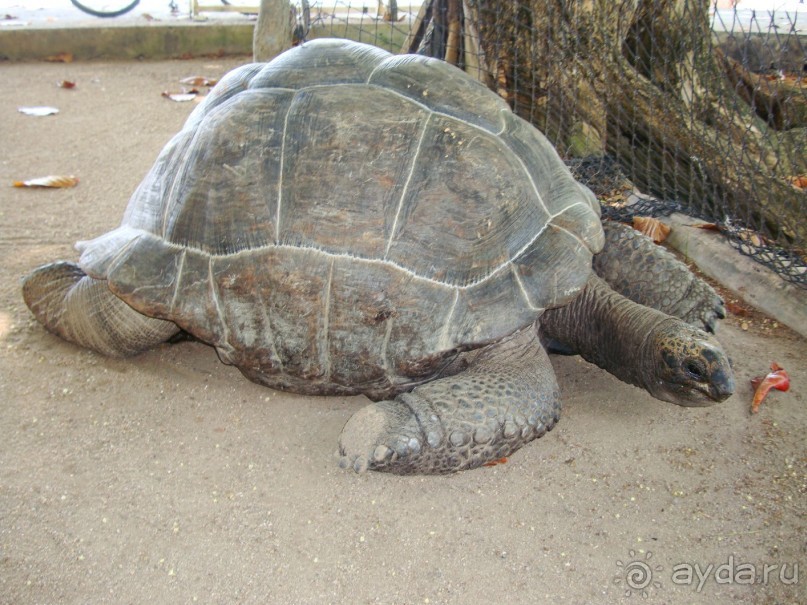 Всё об  Ла Диге в видео