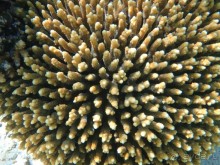фото Charmillion Sea Life Resort