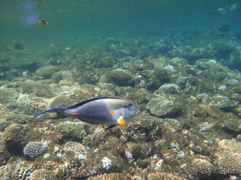 День рождение в арабских ритмах