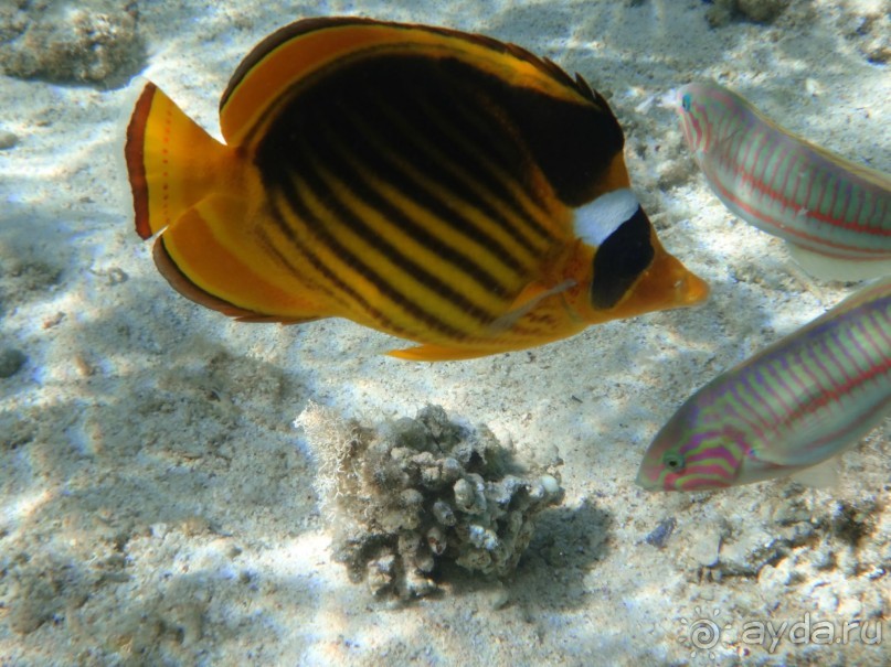 День рождение в арабских ритмах