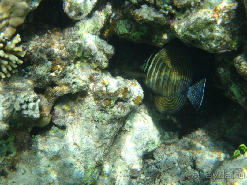 День рождение в арабских ритмах