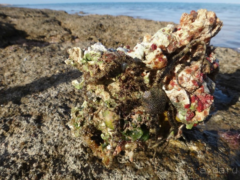 День рождение в арабских ритмах