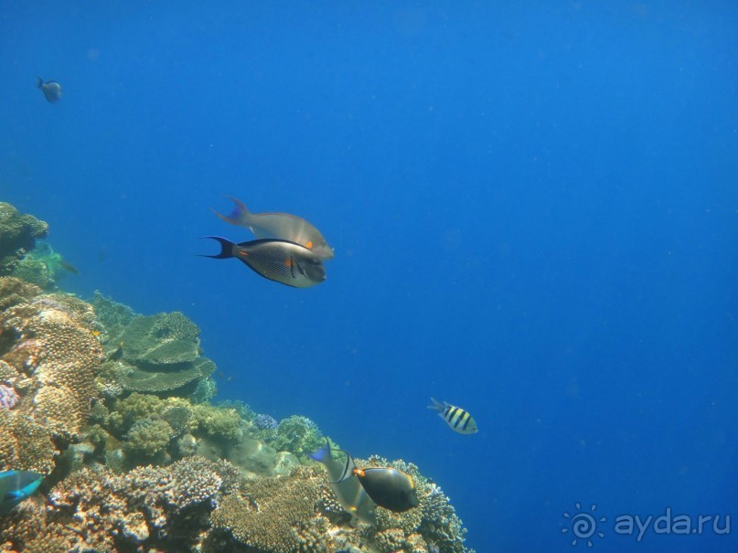 День рождение в арабских ритмах
