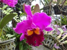 Красота - без ограничений Красота - без ограничений