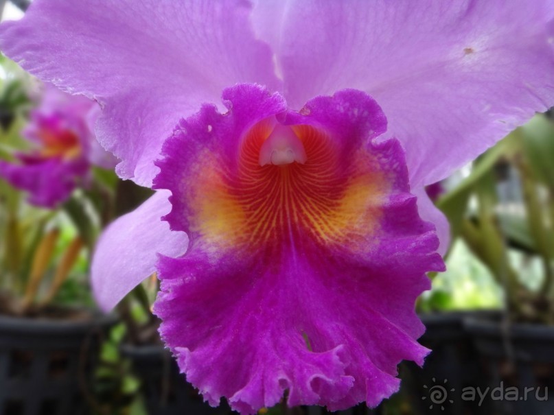 Красота - без ограничений 