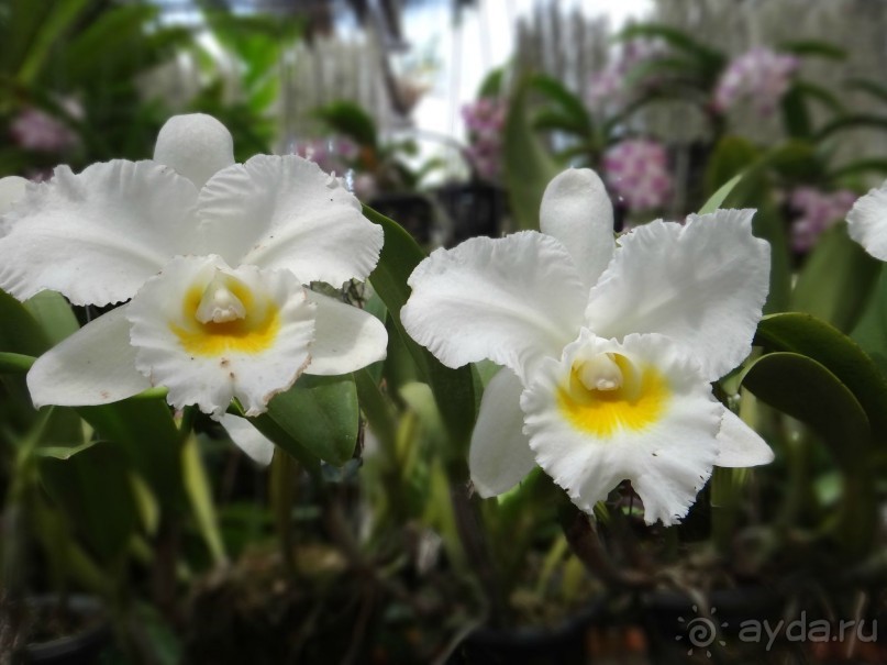 Красота - без ограничений 