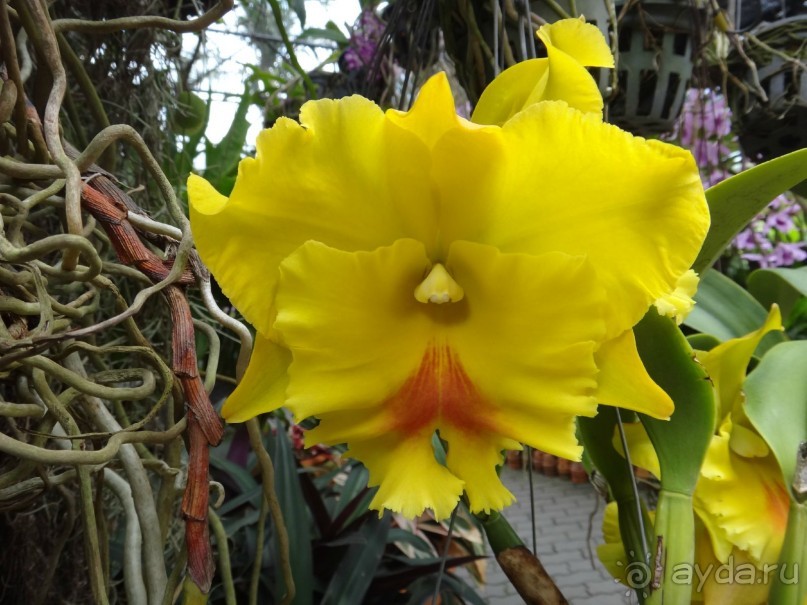 Красота - без ограничений 