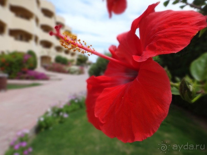 Хороший отель, но моря НЕТ !