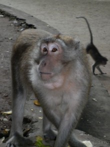 фото Phulin Resort