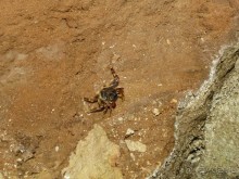 Зелёный рай