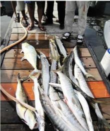 фото Аджмана