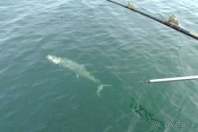 фото Аджмана