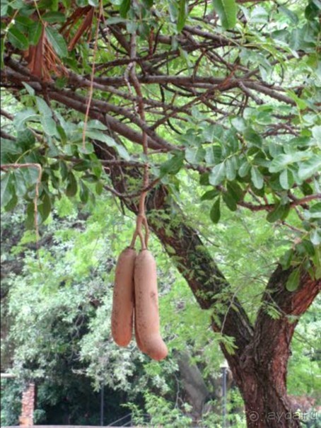 Претория-столица ЮАР