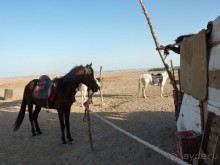 путешествие верхом по пустыне