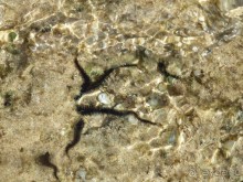 прячутся под камушками