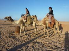 корабли пустыни с английским мясом на спине =)