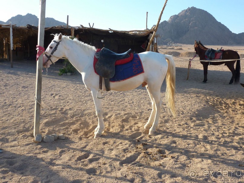 стоянка бедуинов, коновязь