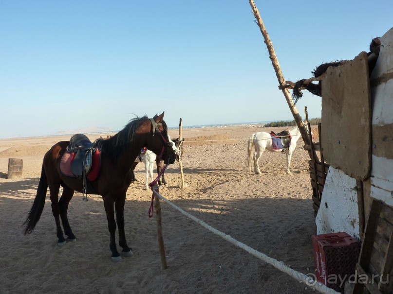 путешествие верхом по пустыне