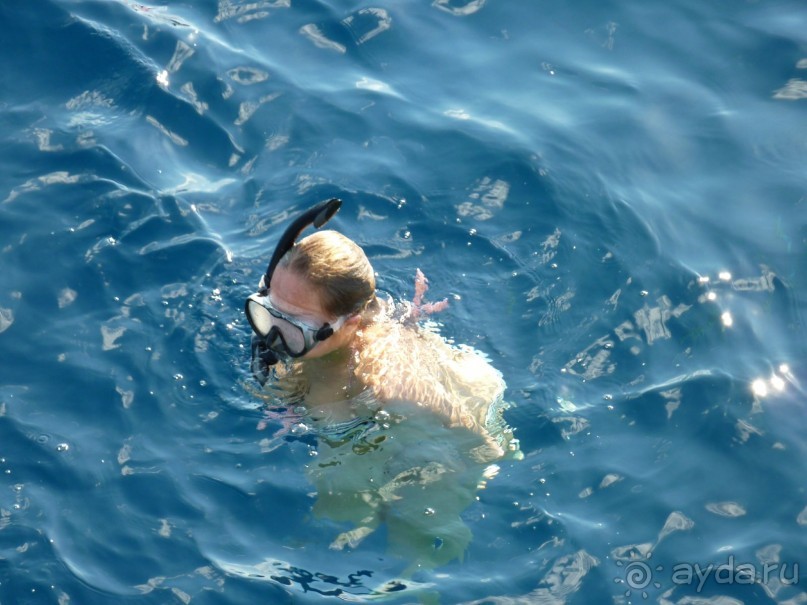 ныряющие у рифа