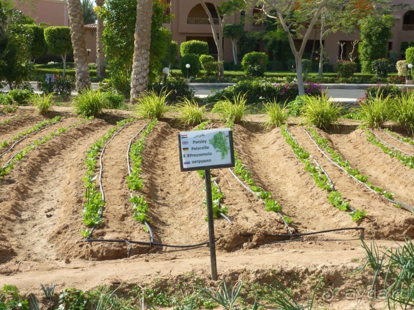 местные плантации "петрушкО"