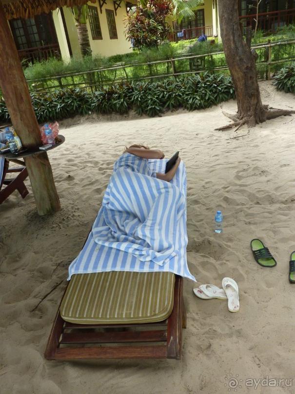 шезлонги под хвойными деревьями