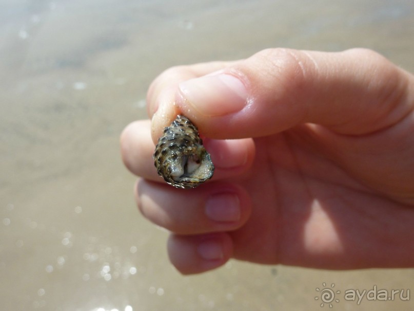 местный житель