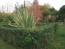 Парк напоминает дендрарий