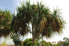 фото Chalong Beach Hotel & SPA