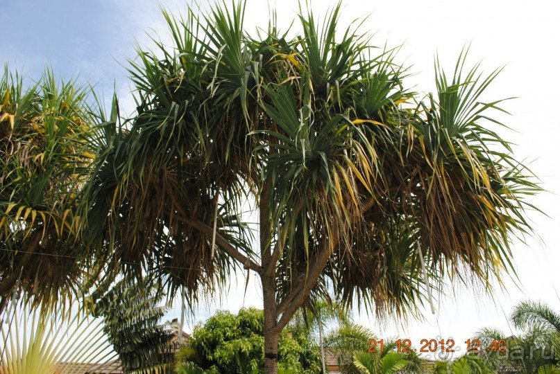 Отзыв об отеле Chalong Beach