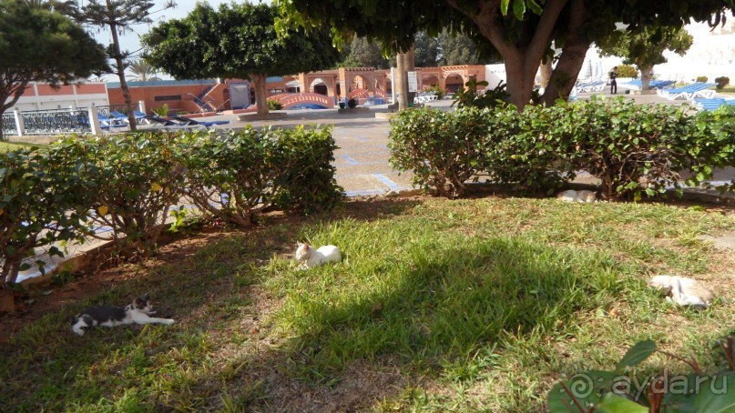 фото Al Moggar Garden Beach Club