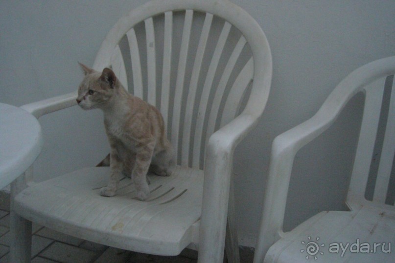 фото Al Moggar Garden Beach Club