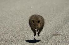 Австралия. Машинаваренду