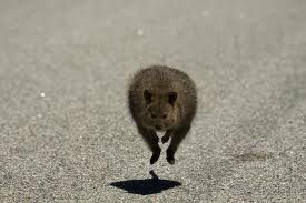 фото Мельбурна