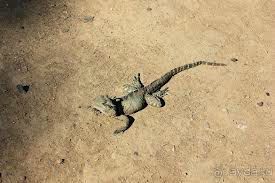 Австралия. Машинаваренду