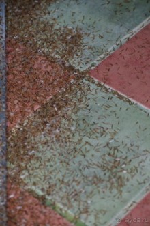 Явно не лучший выбор