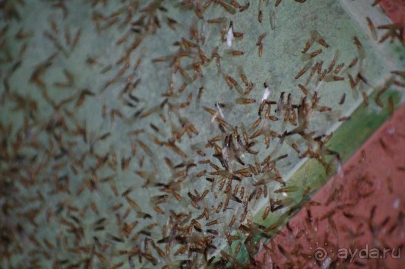 Явно не лучший выбор