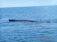 Отдых в Доминикане с 04.03.2014 по 14.03.2014