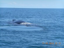 Отдых в Доминикане с 04.03.2014 по 14.03.2014