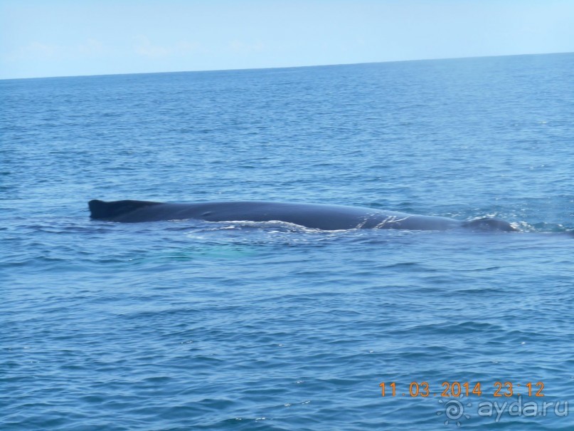 А вот и кит. 