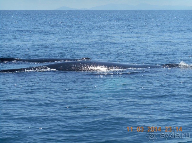 Мама кит с китёнком.