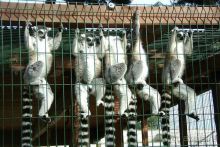 Праздник ПРИРОДЫ