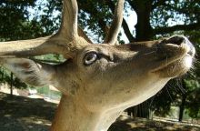 Праздник ПРИРОДЫ