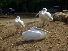 Праздник ПРИРОДЫ