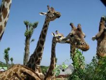 Праздник ПРИРОДЫ