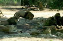 Праздник ПРИРОДЫ