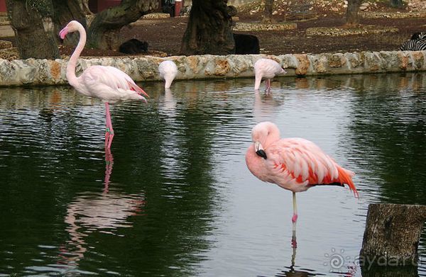 Праздник ПРИРОДЫ