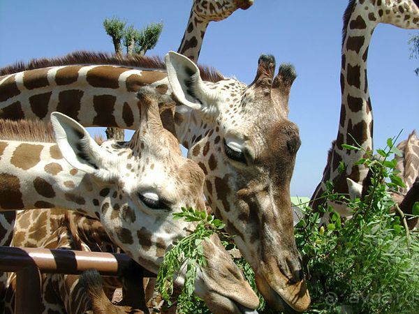 Праздник ПРИРОДЫ